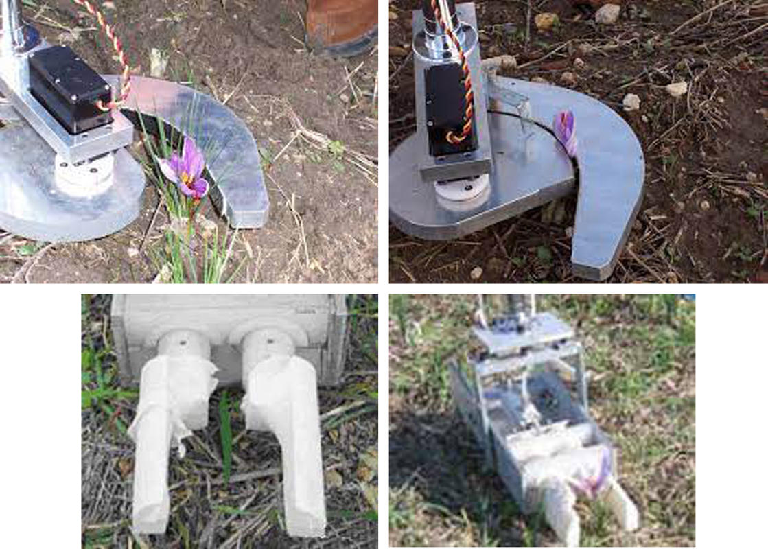 Saffron, towards mechanized harvesting